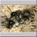 Andrena vaga - Weiden-Sandbiene -03- 01b Paarung mit stylopisierten Maennchen.jpg